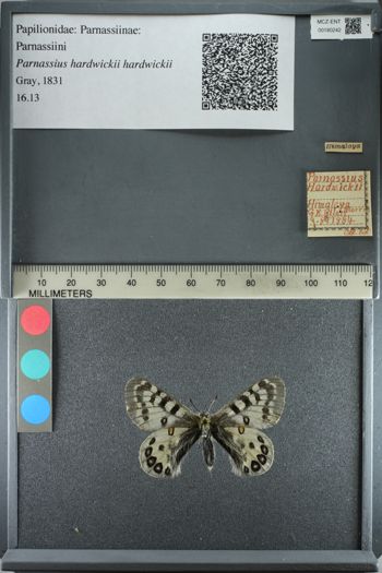 Media type: image;   Entomology 180242